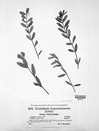 Uromyces viciae-fabae image